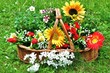 Foto: Blumengarten Blumengarten