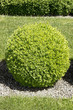 Green bush