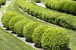 Green bushes