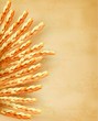 Vector: Ears of wheat on old paper background. Vector illustration Ears of wheat on old paper background. Vector illustration