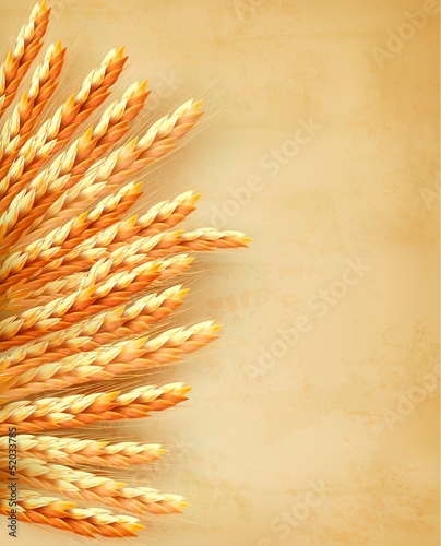 Vector: Ears of wheat on old paper background. Vector illustration Ears of wheat on old paper background. Vector illustration