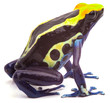 Poison dart frog