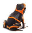 Photo: Poison arrow frog Poison arrow frog