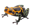 Photo: Isolated poison dart frog Isolated poison dart frog
