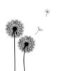 abstract dandelion background vector illustration