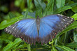 Blue Morphus butterfly