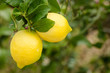 Photo: Ripe lemons Ripe lemons