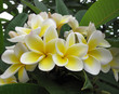 Photo: Frangipani (plumeria) flowers Frangipani (plumeria) flowers