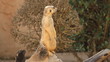 A Market Standing Upright And Looking Alert 