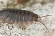 Woodlouse on wood, macro photo