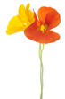 nasturtium