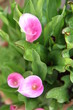 calla,arum,zantedeschia rehmanii