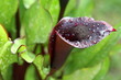 calla,arum,zantedeschia rehmanii