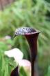 arum, calla, zantedeschia rehmanii
