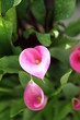 arum, calla, zantedeschia rehmanii
