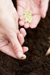 Gardening - woman sowing seeds into the soil