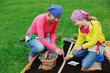 Gardening - woman with girl  sowing seeds into the soil