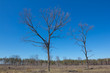 two dry tree