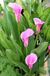 fleurs d'arum,zantedeschia rehmanii