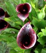 fleurs d'arum,zantedeschia rehmanii