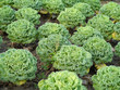 cabbage