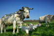 Foto: Animal ferme 110 Animal ferme 110