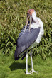 Marabou (Leptoptilos crumeniferus) standing on grass