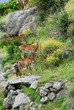 muflone, ovis aries musimon
