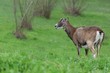 Muflone femmina, Ovis aries