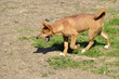Young dingo (Canis lupus dingo) walking the mouth open