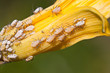 Photo: aphids on the green plant leaf, in the wild aphids on the green plant leaf, in the wild