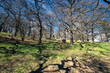 Photo: Old oak grove at springtime in Sweden Old oak grove at springtime in Sweden