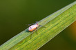Photo: aphids on the green plant leaf, in the wild aphids on the green plant leaf, in the wild