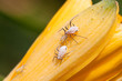 Photo: aphids on the green plant leaf, in the wild aphids on the green plant leaf, in the wild
