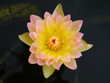 water lily, lotus