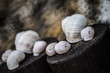 Shells background