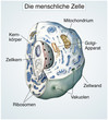 Die menschliche Zelle.Gesund
