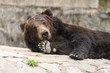 smile bear