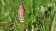 Schachtelhalm - Equisetum