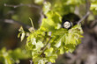 vin et vigne