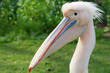Pelikan