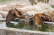 thirsty sheep