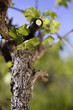vin et vigne