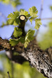 vin et vigne