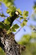 vin et vigne
