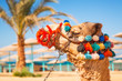 Camel resting in shadow on the beach of Hurghada, Egypt