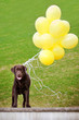 brown labrador retriever dog with balloons