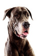 mastiff