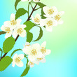 Vector greeting card with cherry blossom.