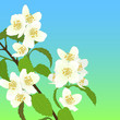 Vector cherry blossom.